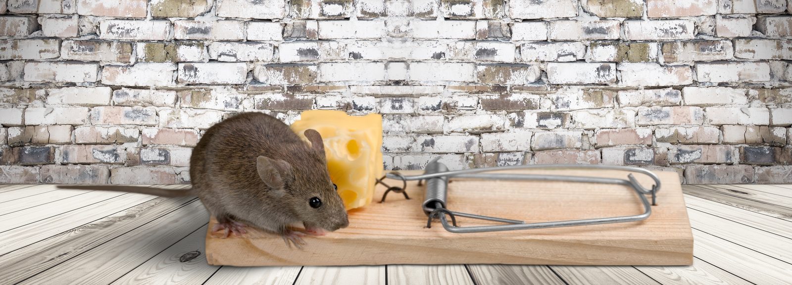 The Real Process Behind Getting Rid of Mice